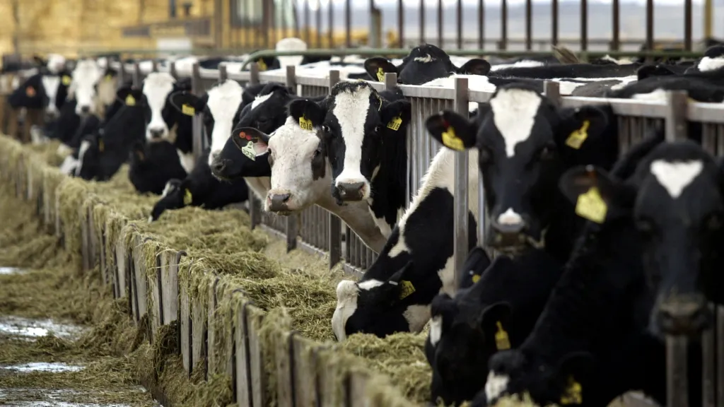 Veterinární správa od neděle ruší zákaz dovozu zvířat z Maďarska a Slovenska Veterinární správa od neděle ruší zákaz dovozu zvířat z Maďarska a Slovenska
